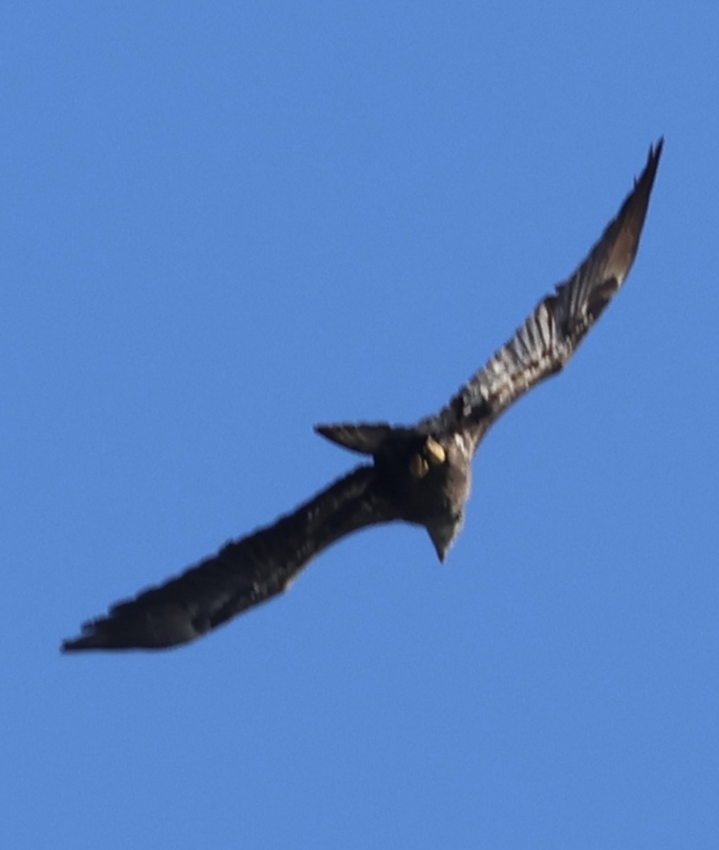 Bald Eagle - ML647477007