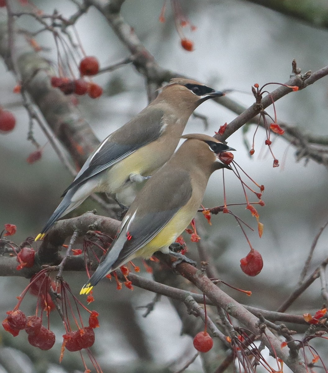 Cedar Waxwing - ML647477008