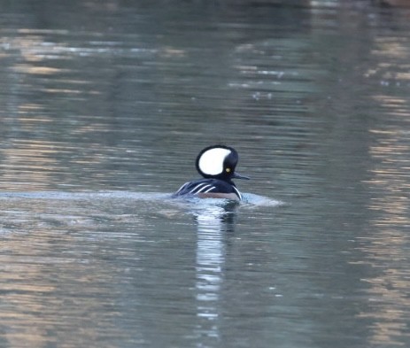 Hooded Merganser - ML647477009