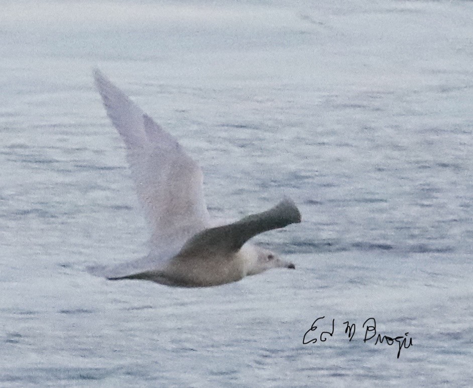 Glaucous Gull - ML647477010