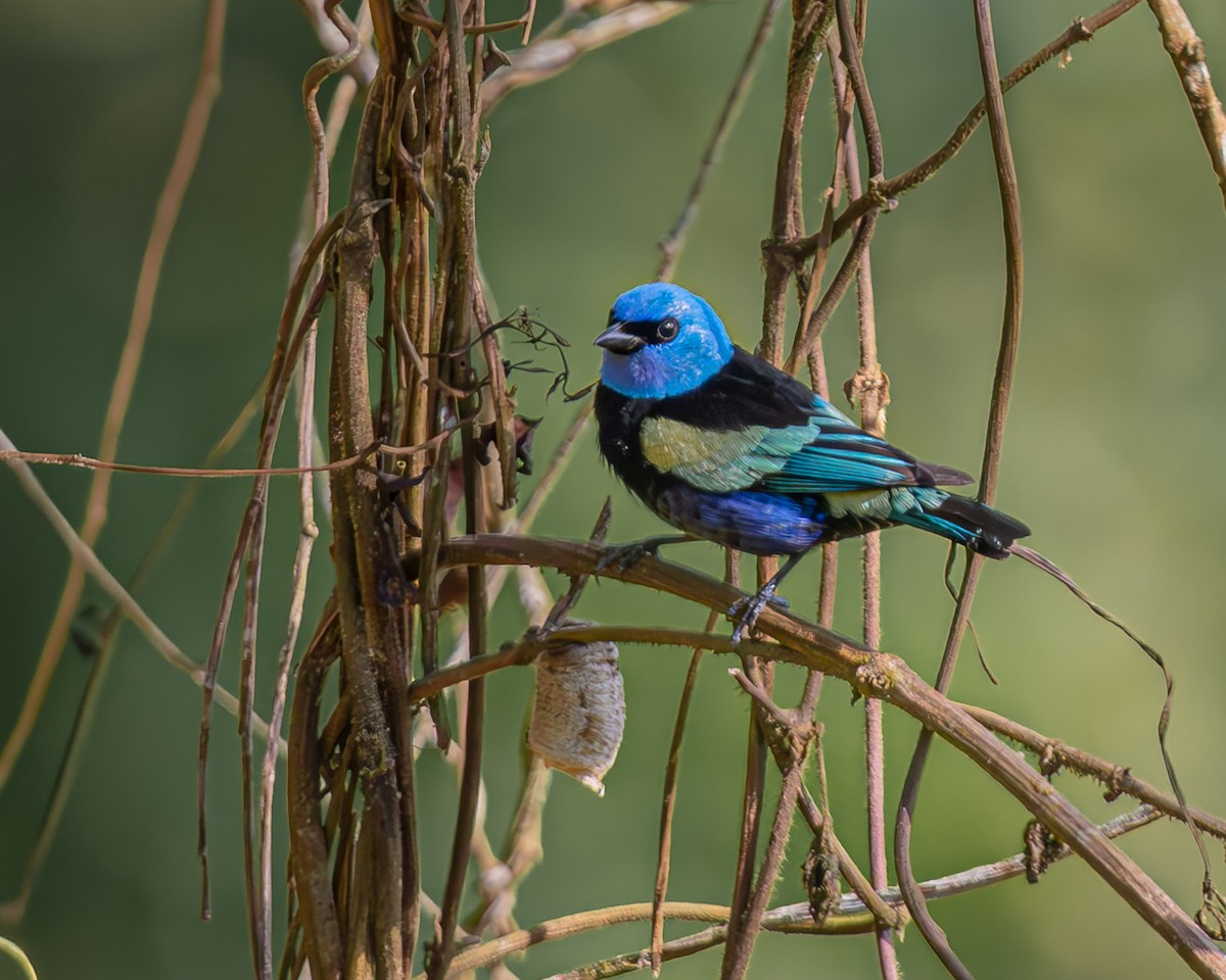 Танагра блакитношия - ML647477013