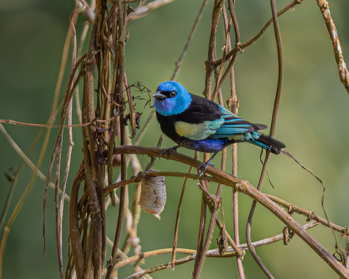 Танагра блакитношия - ML647477014