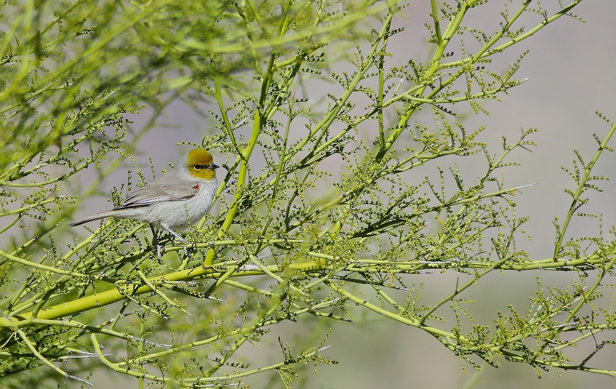 Verdin - ML647477015