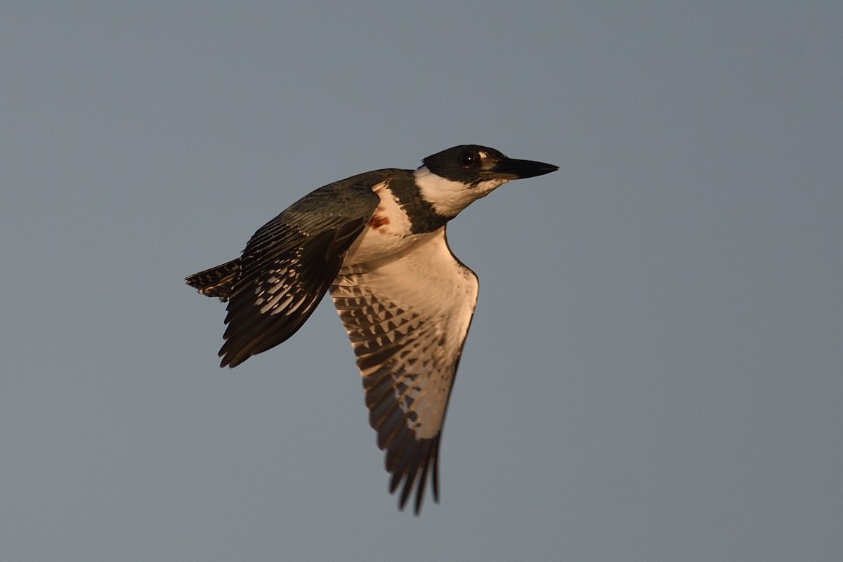 Belted Kingfisher - ML647477016