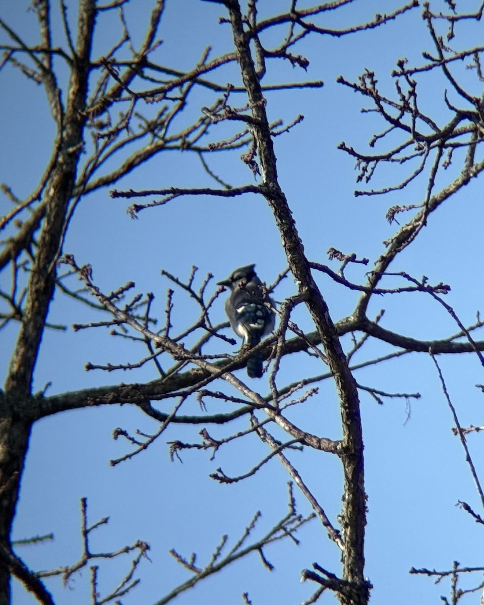 Blue Jay - ML647477066