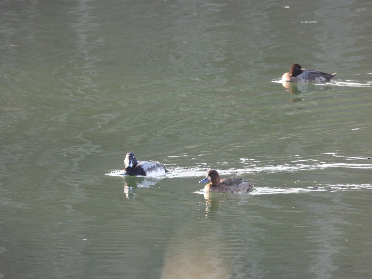 Lesser Scaup - ML647477077
