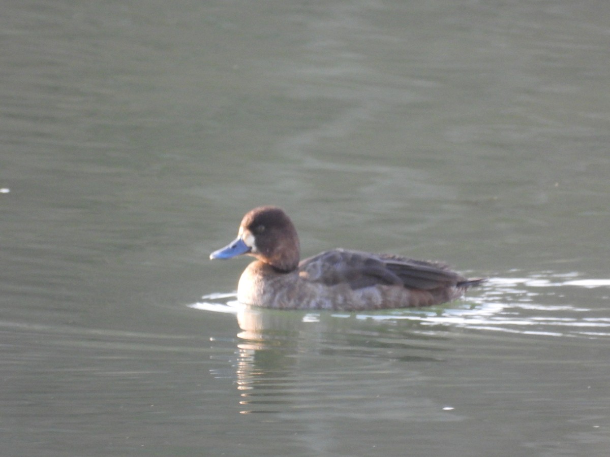 Lesser Scaup - ML647477081