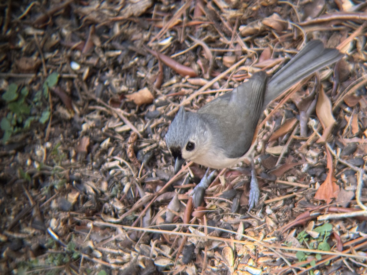 Tufted Titmouse - ML647477083