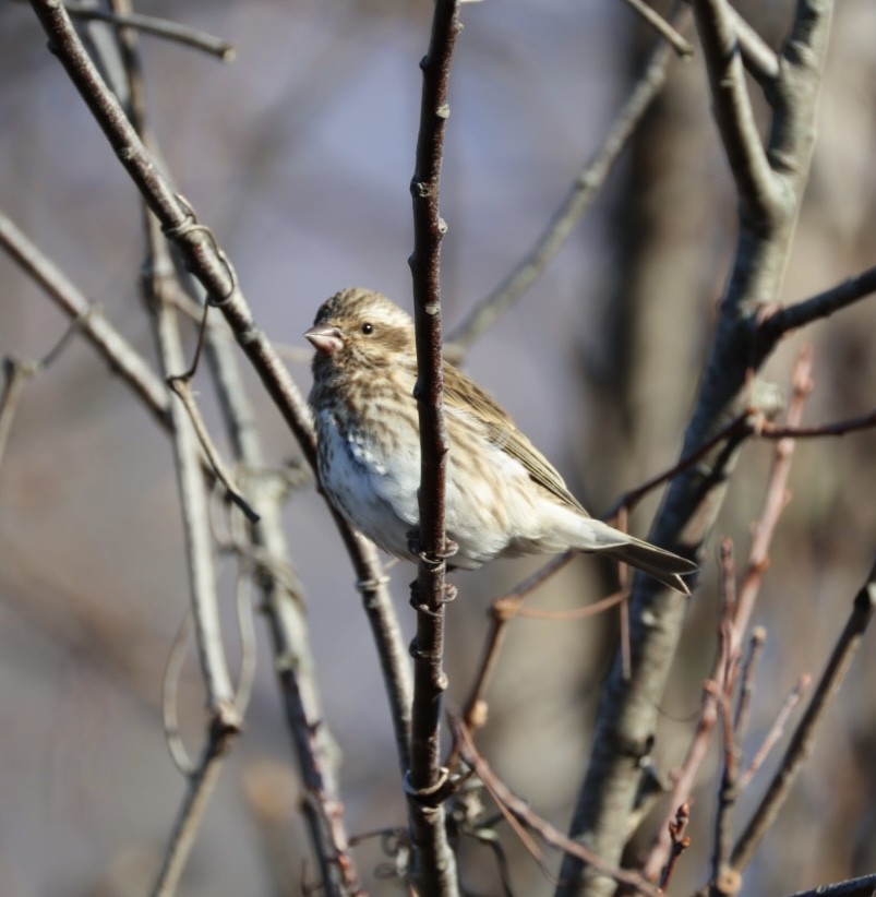 ムラサキマシコ - ML647477104