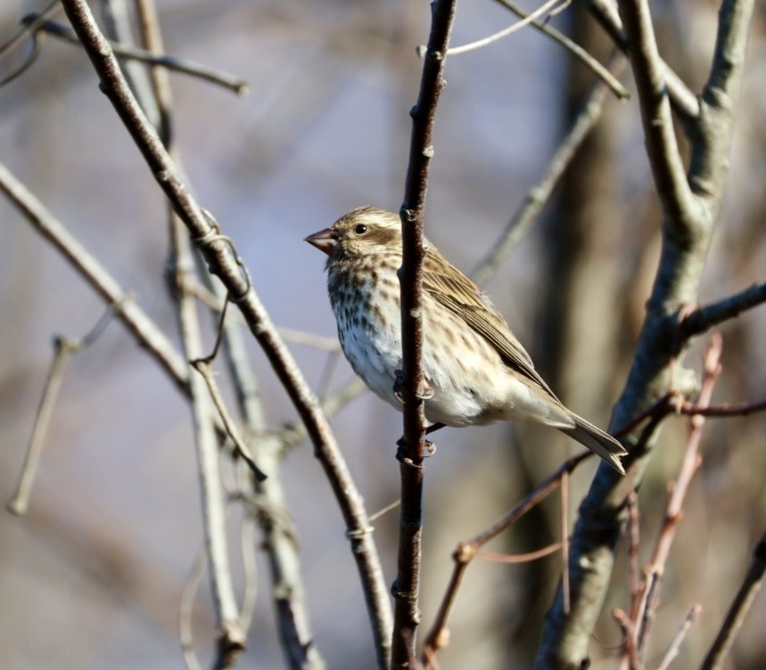 ムラサキマシコ - ML647477105