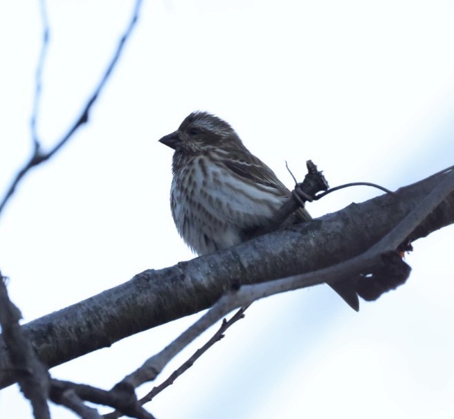 ムラサキマシコ - ML647477106