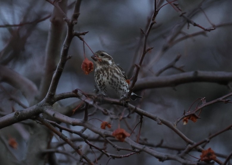 ムラサキマシコ - ML647477107