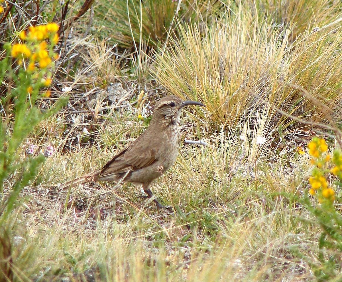 Scale-throated Earthcreeper - ML647477110