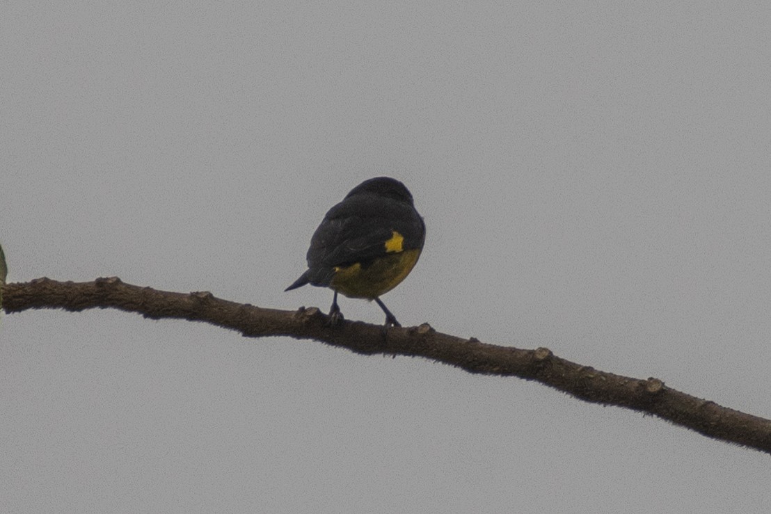 Yellow-bellied Siskin - ML647477140