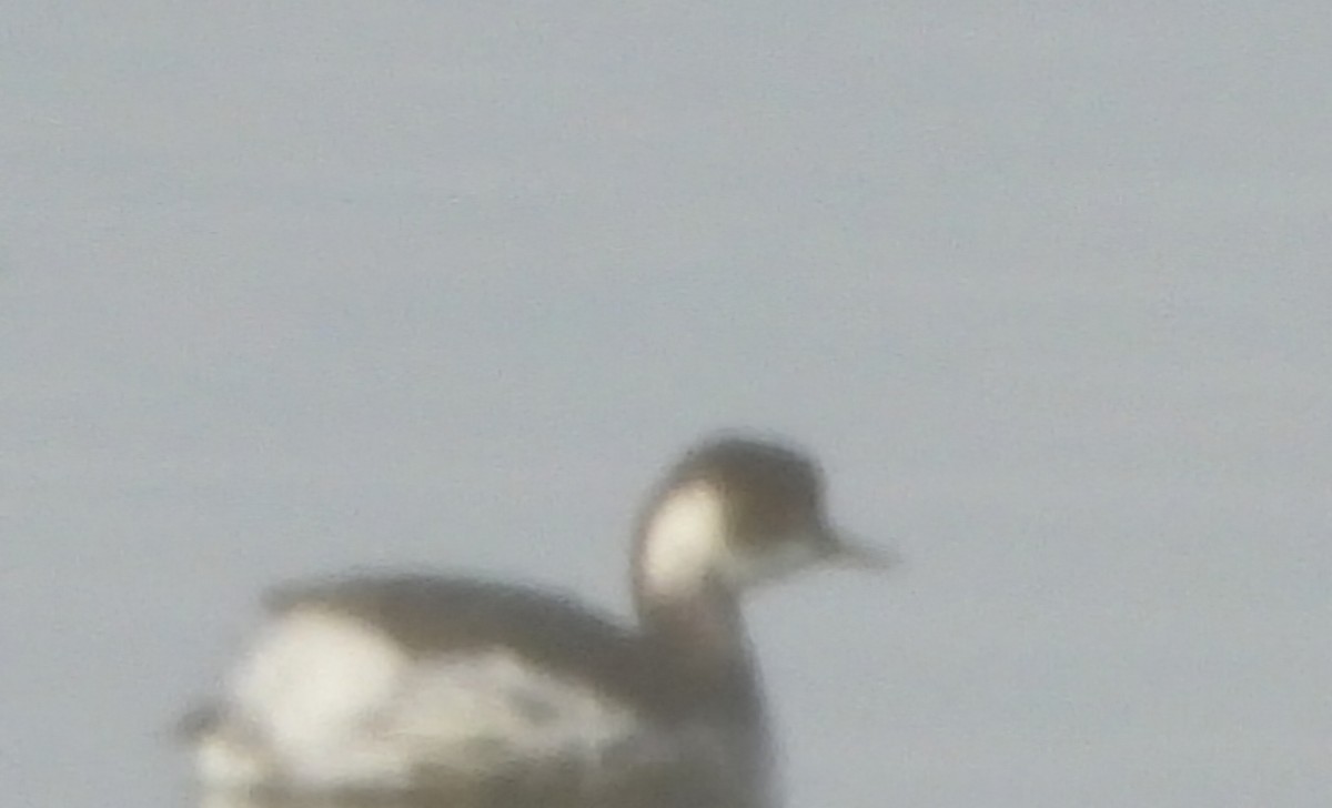 Grèbe à cou noir - ML647477185