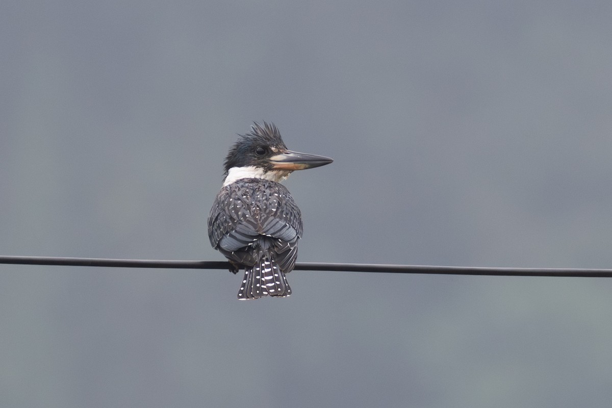 Ringed Kingfisher (Northern) - ML647477225
