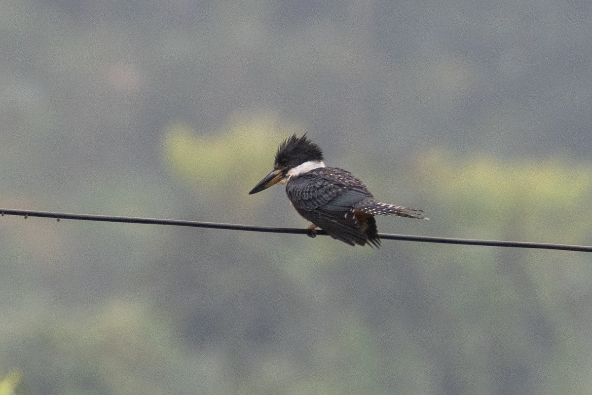 Ringed Kingfisher (Northern) - ML647477226