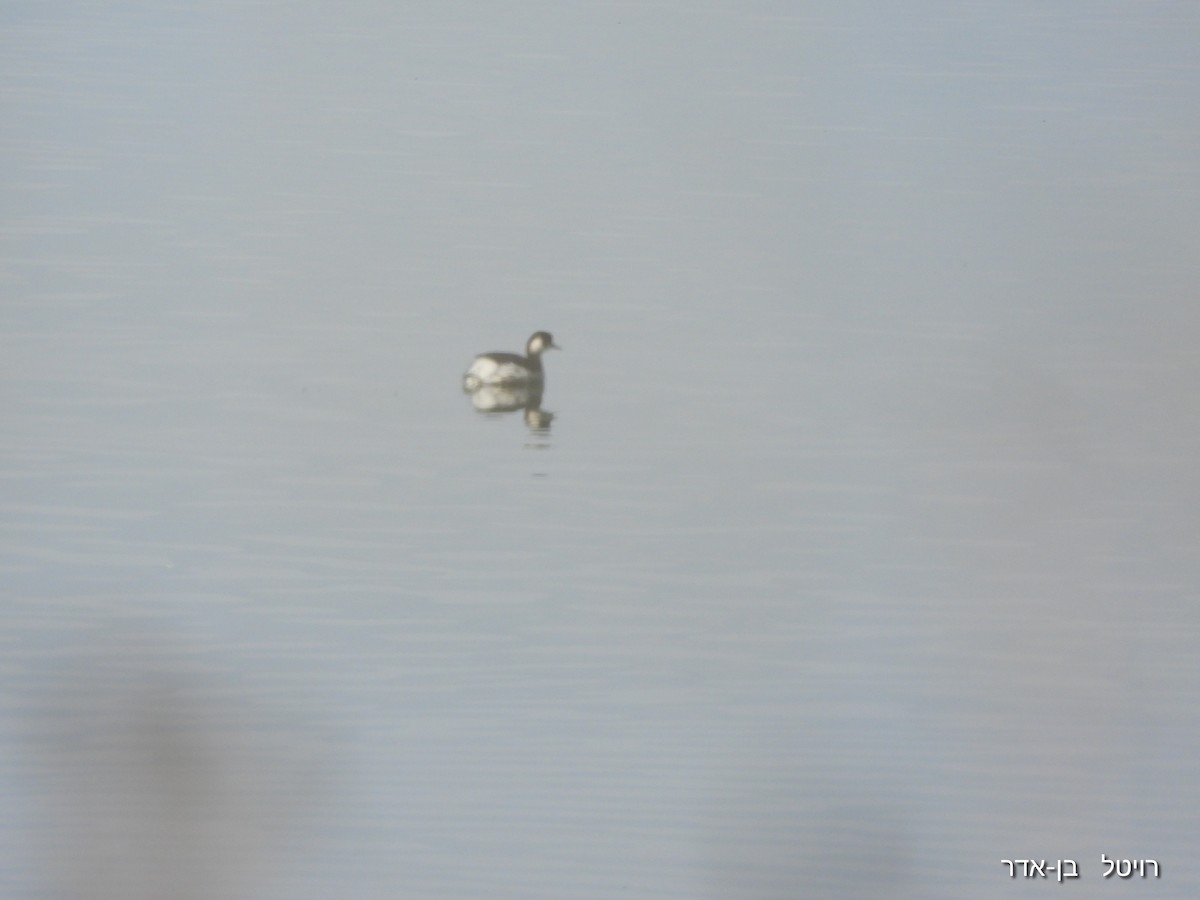 Grèbe à cou noir - ML647477227