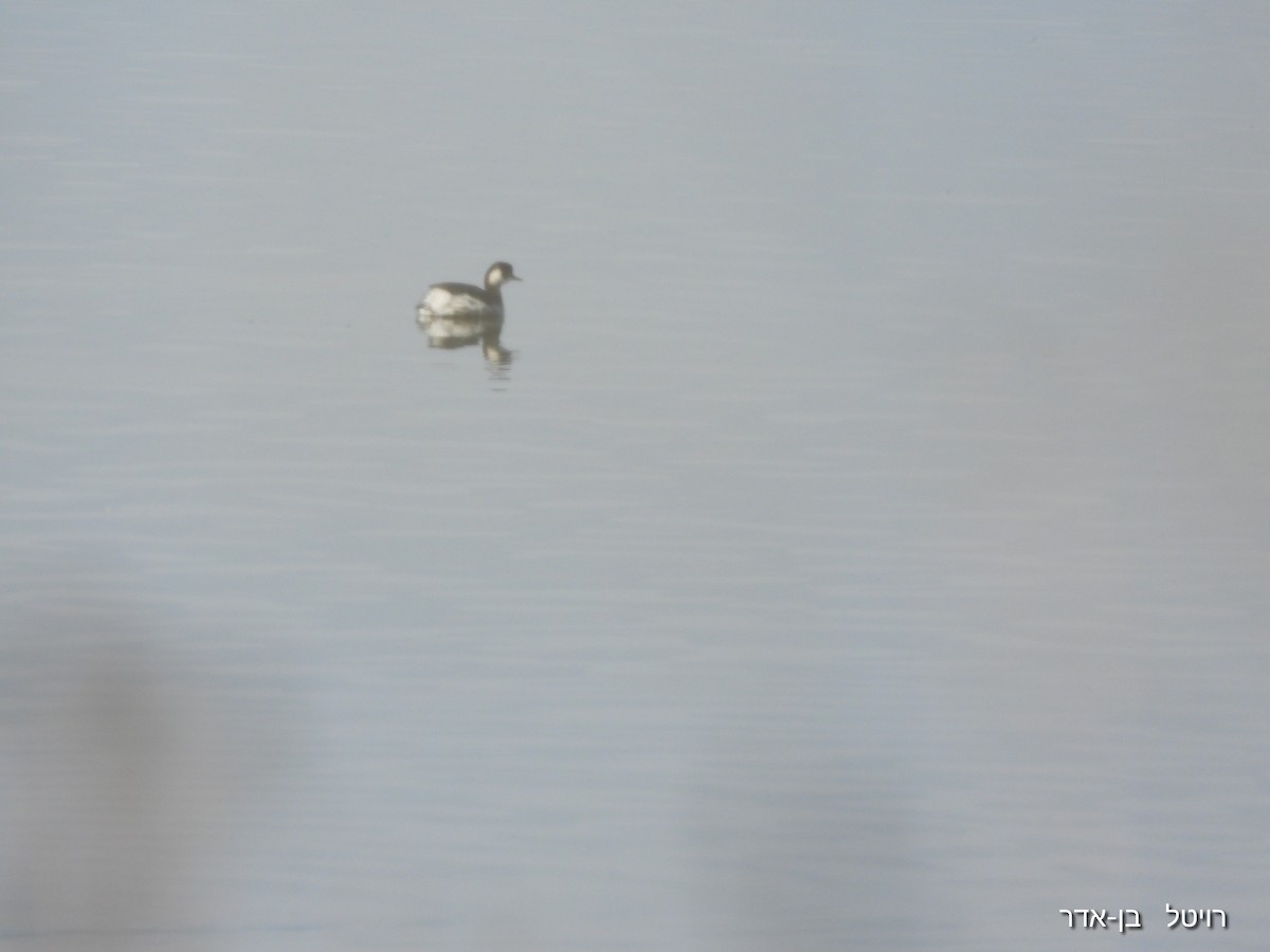 Grèbe à cou noir - ML647477228