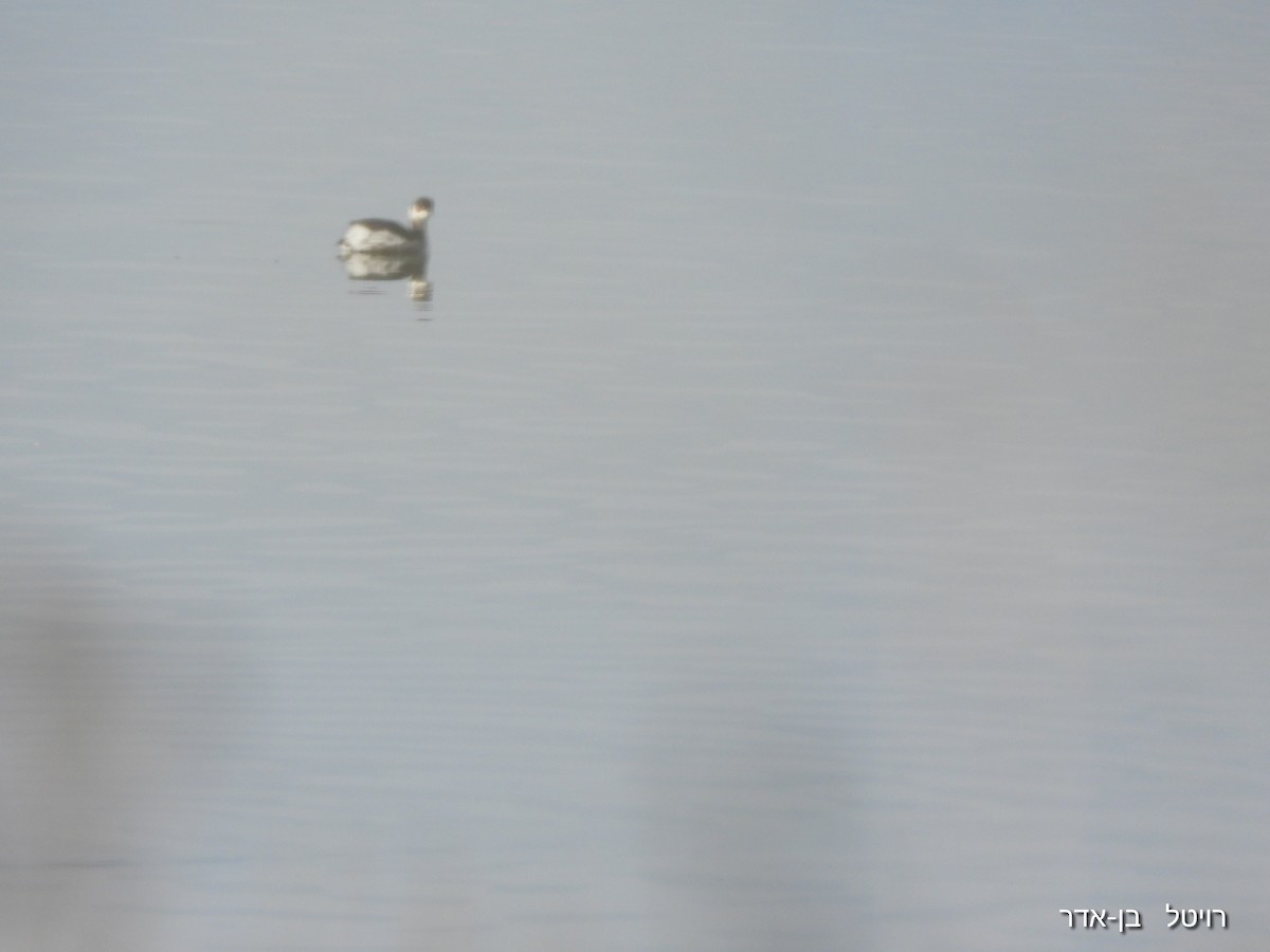 Grèbe à cou noir - ML647477229