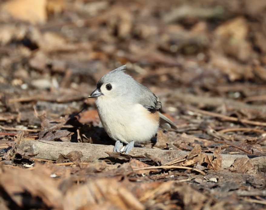 Tufted Titmouse - ML647477239