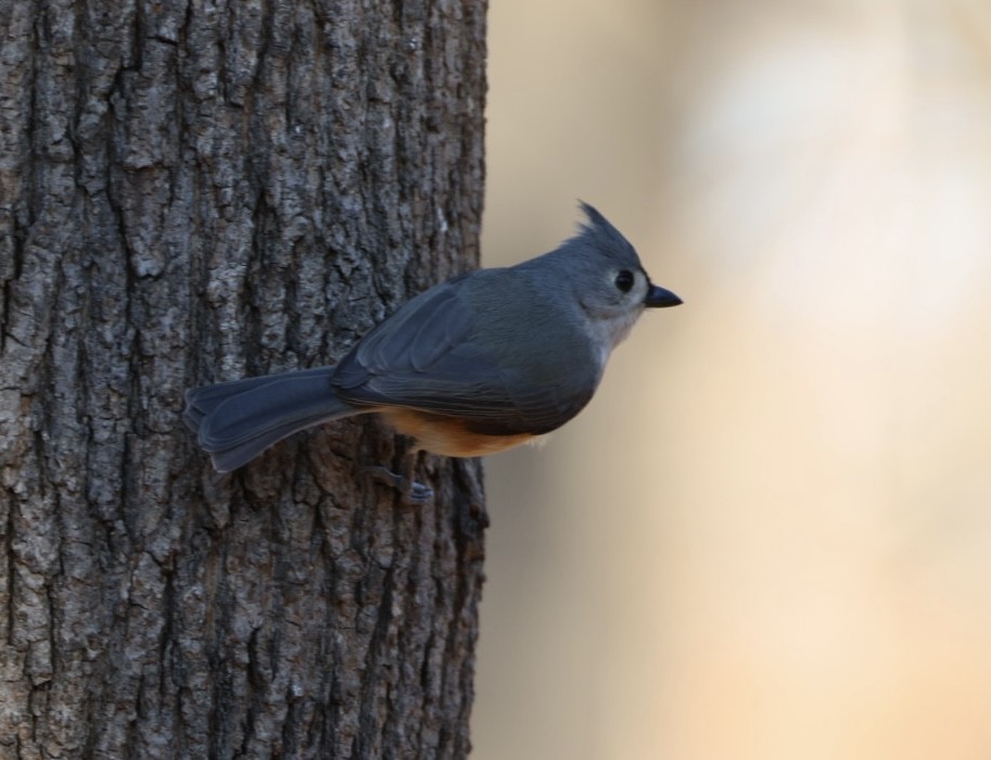 Tufted Titmouse - ML647477240