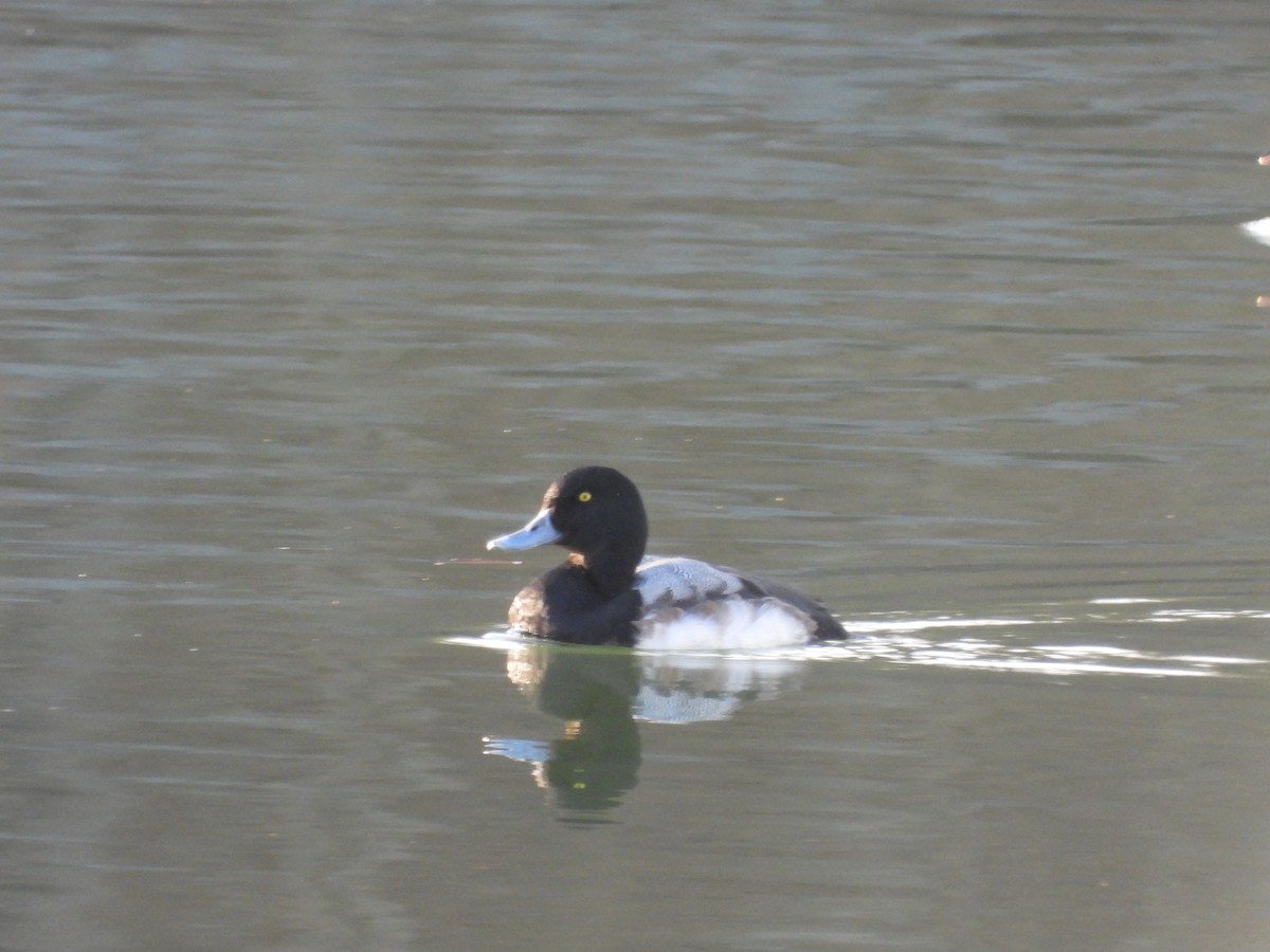 Морская чернеть - ML647477242