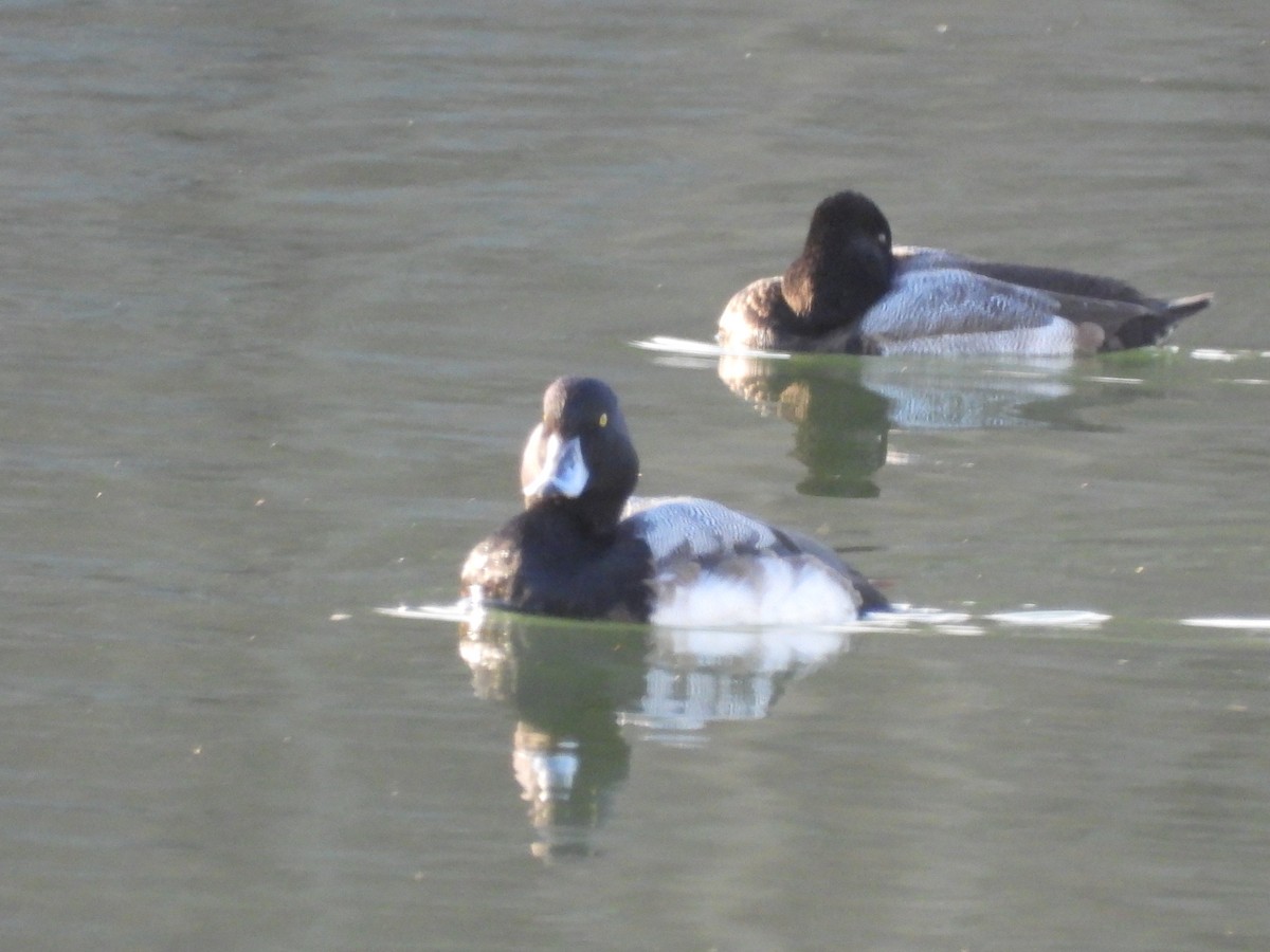 Морская чернеть - ML647477248