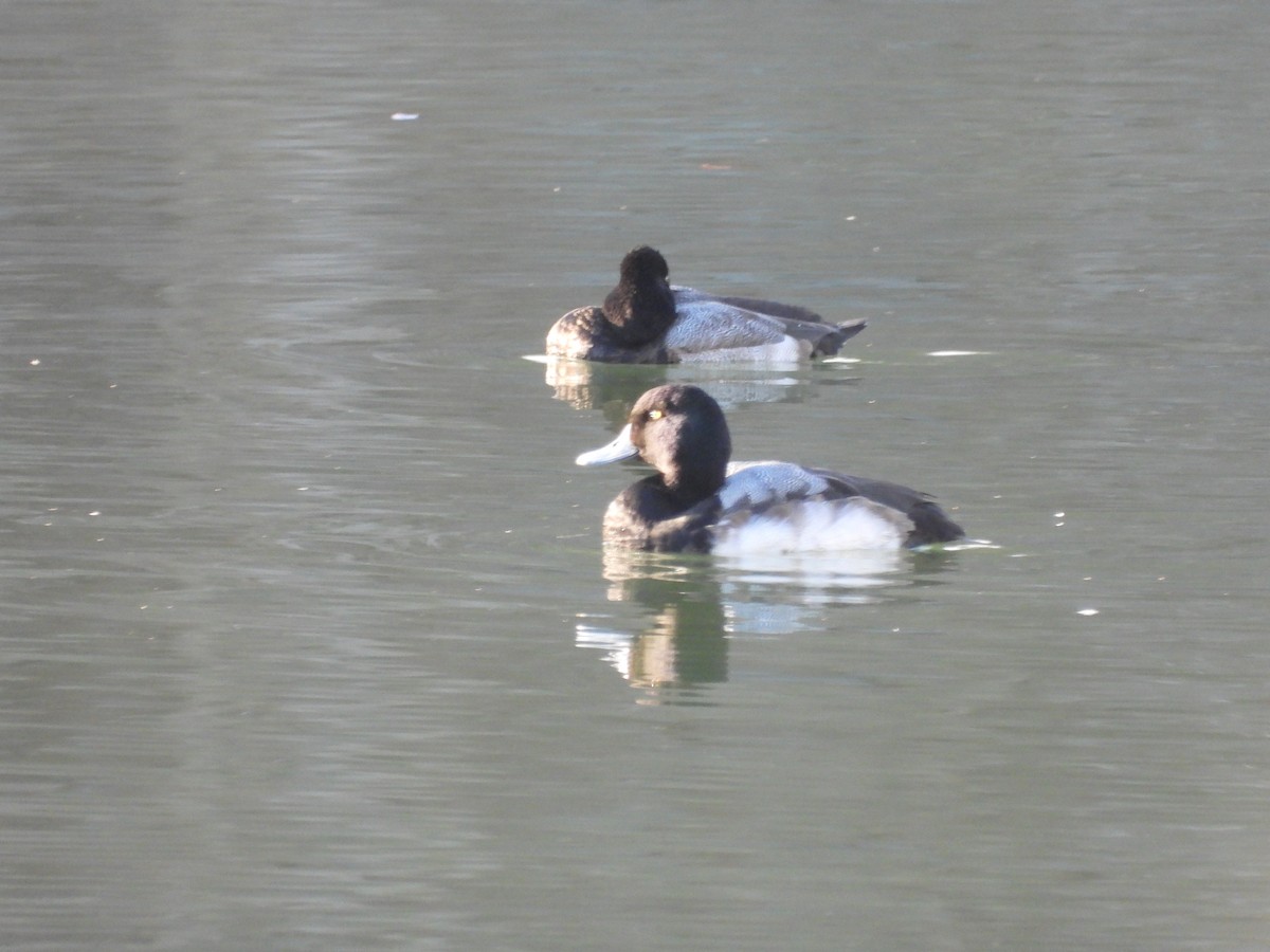 Морская чернеть - ML647477272