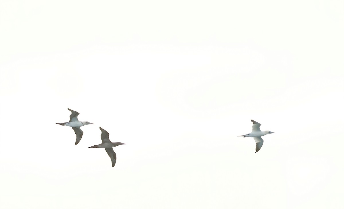 Northern Gannet - ML647477286