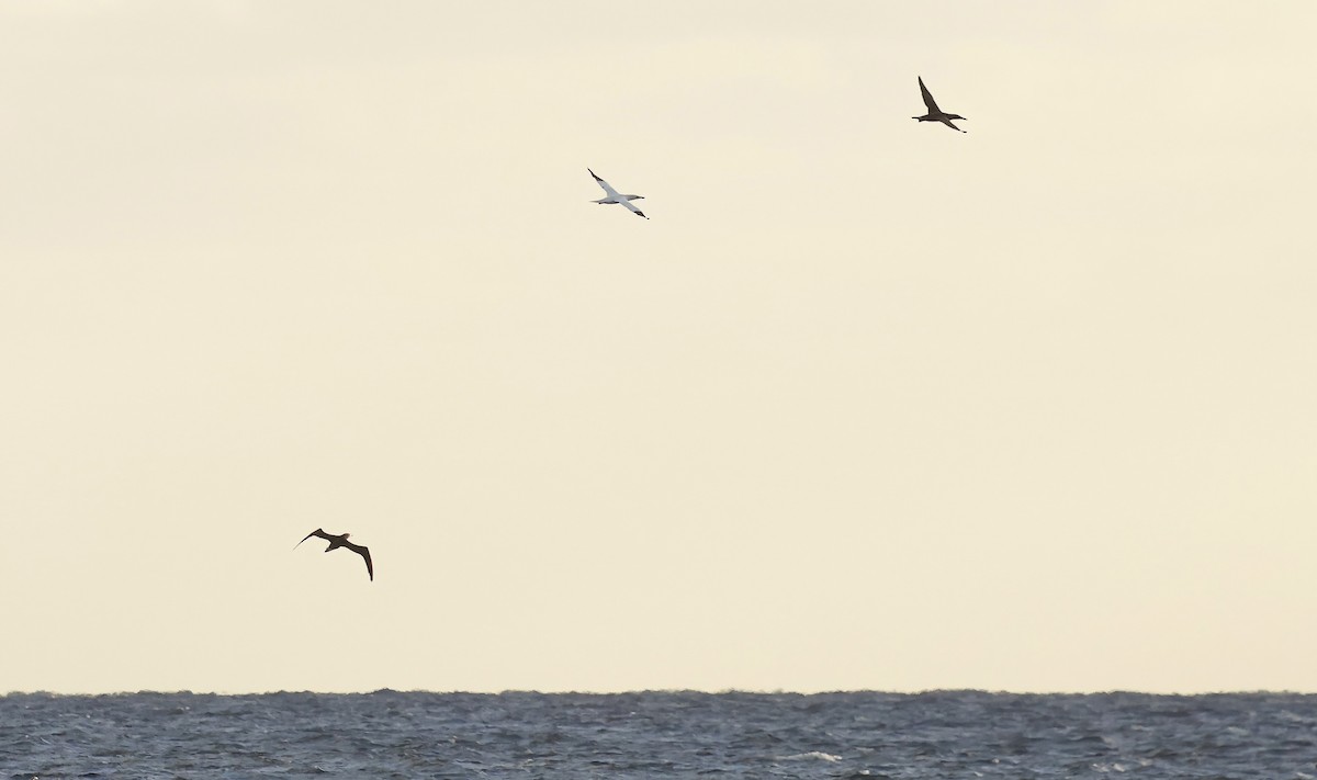 Northern Gannet - ML647477287