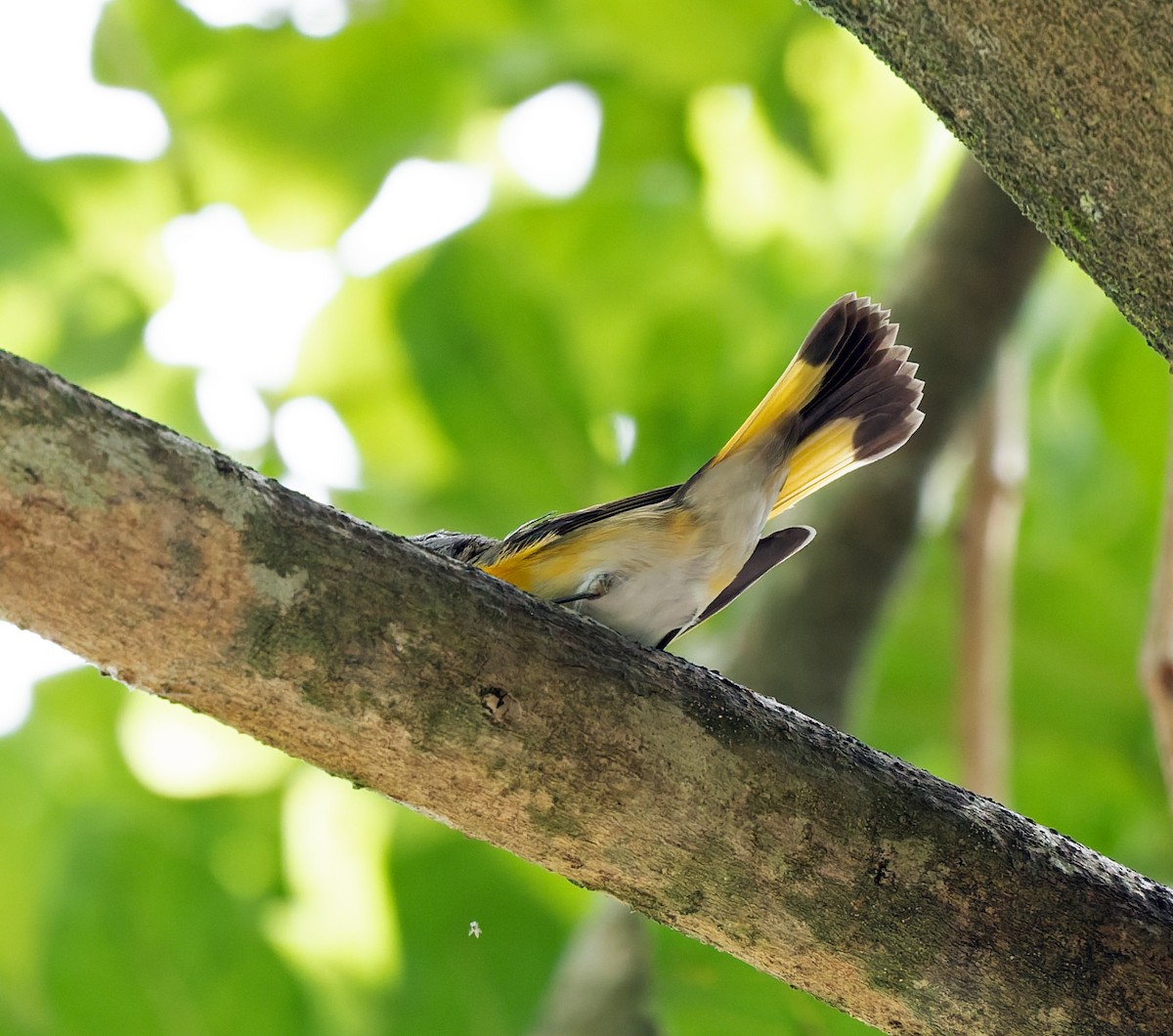 Kızıl Kuyruklu Ötleğen - ML647477304