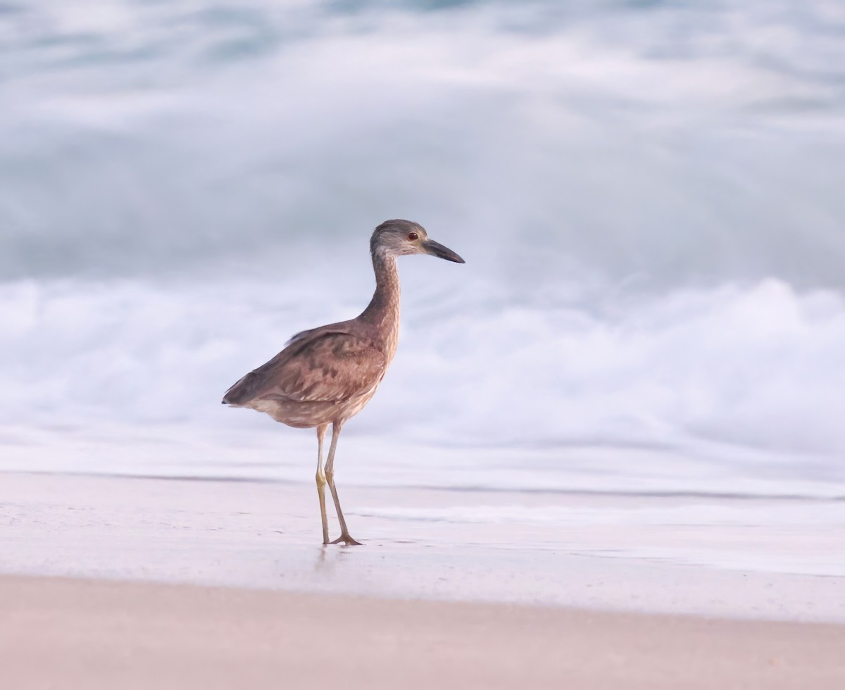 Yellow-crowned Night Heron - ML647477305