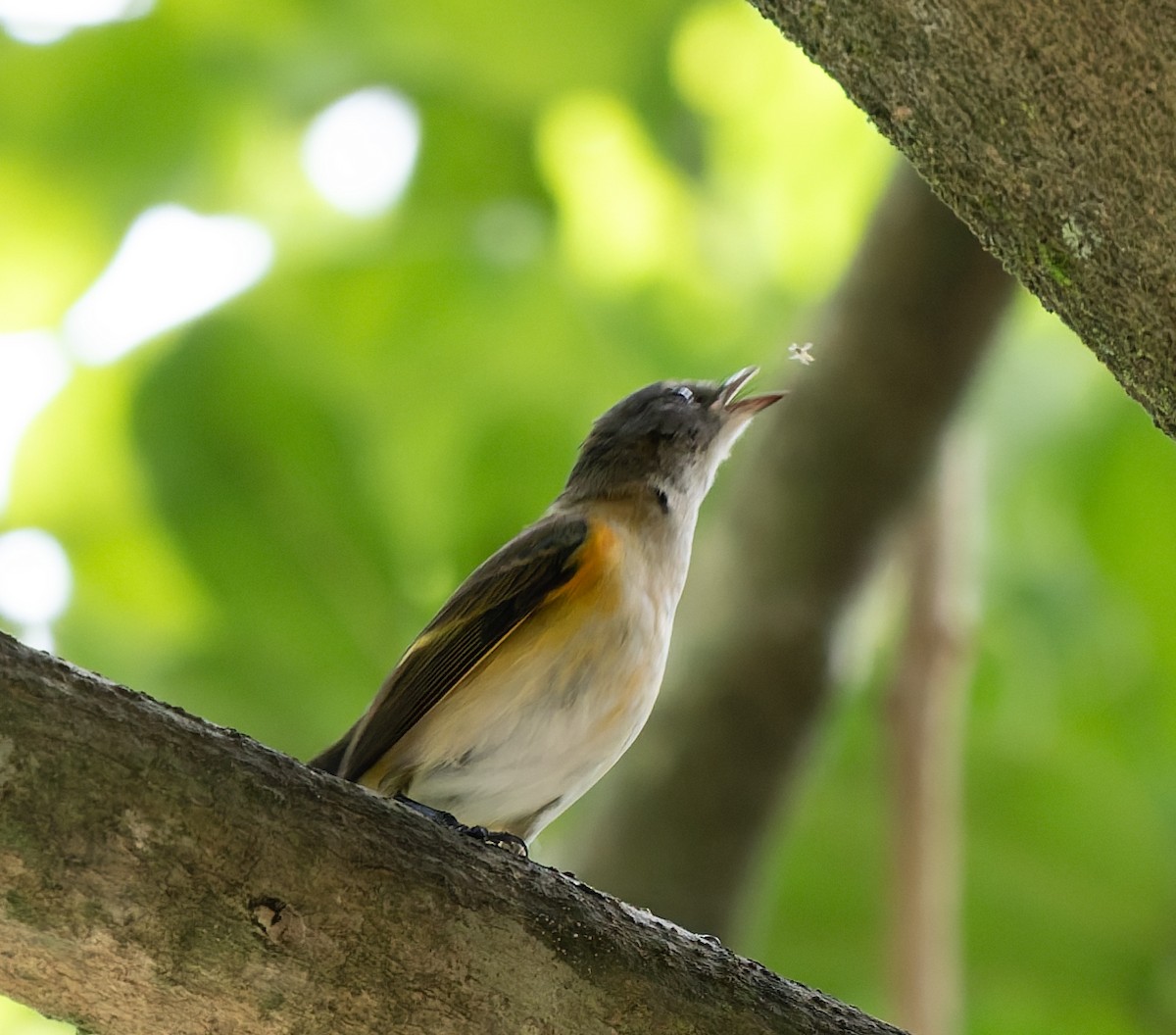 Kızıl Kuyruklu Ötleğen - ML647477307