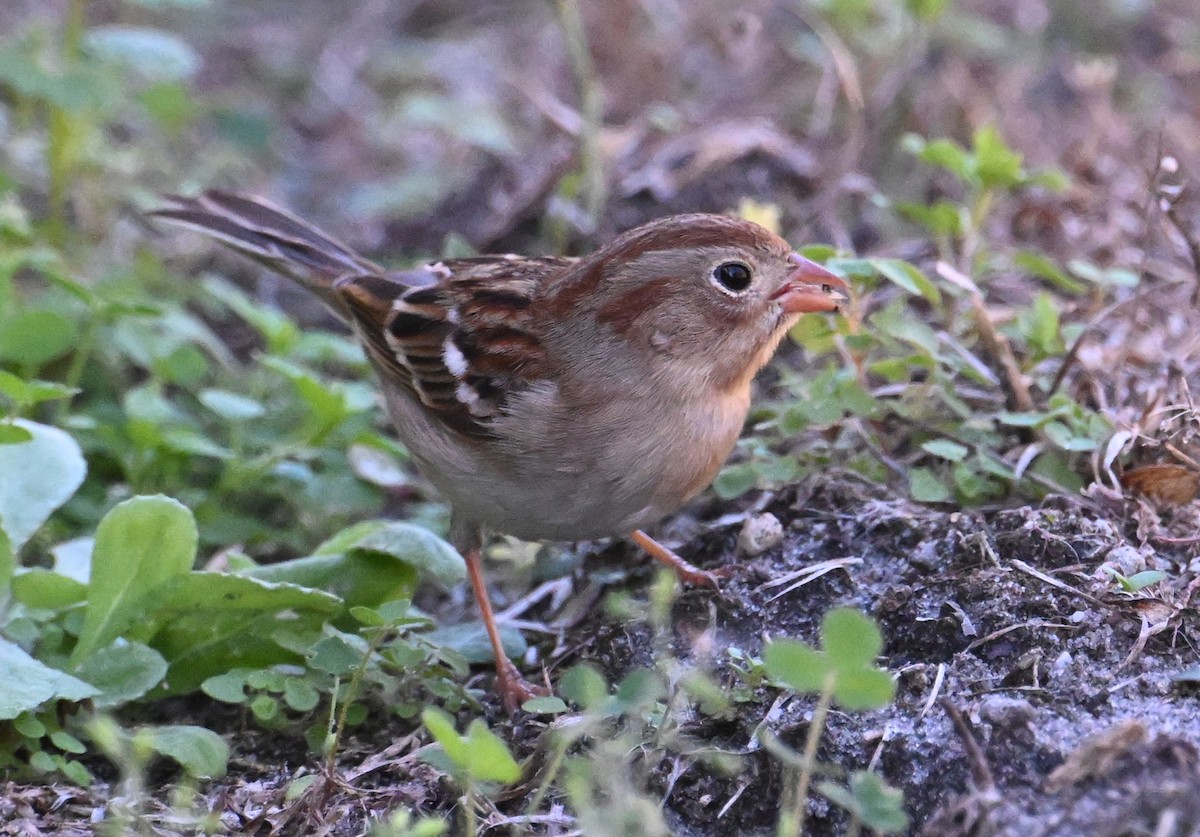 Field Sparrow - ML647477311