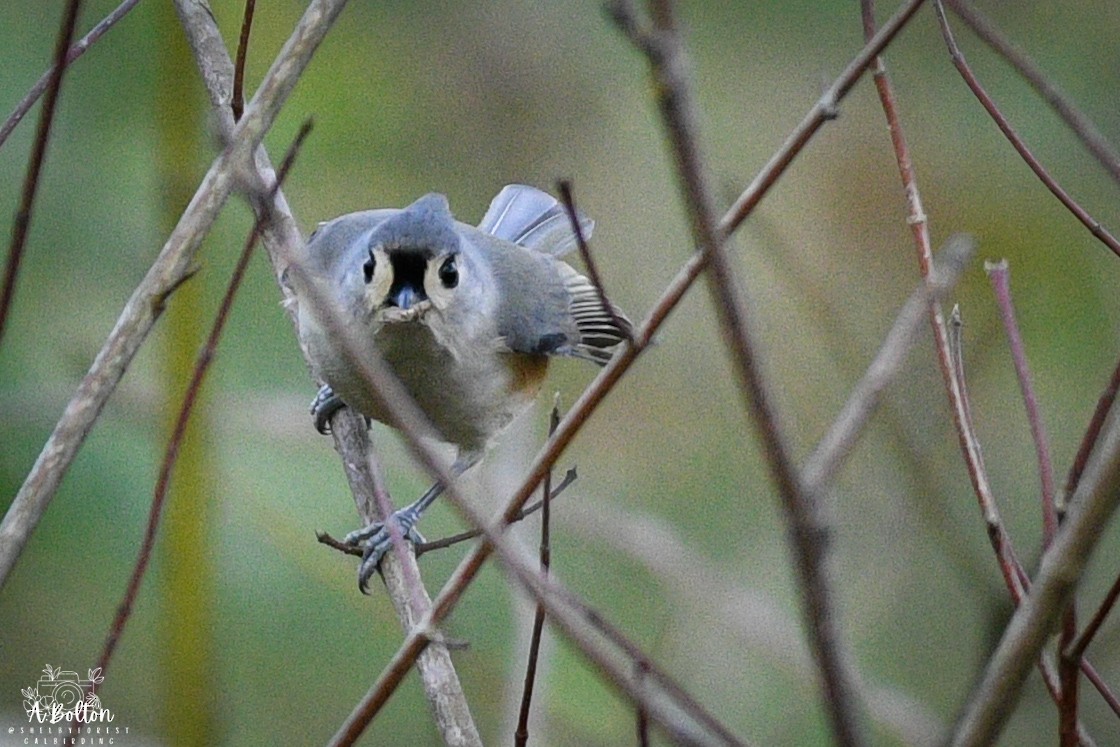 Tufted Titmouse - ML647477312
