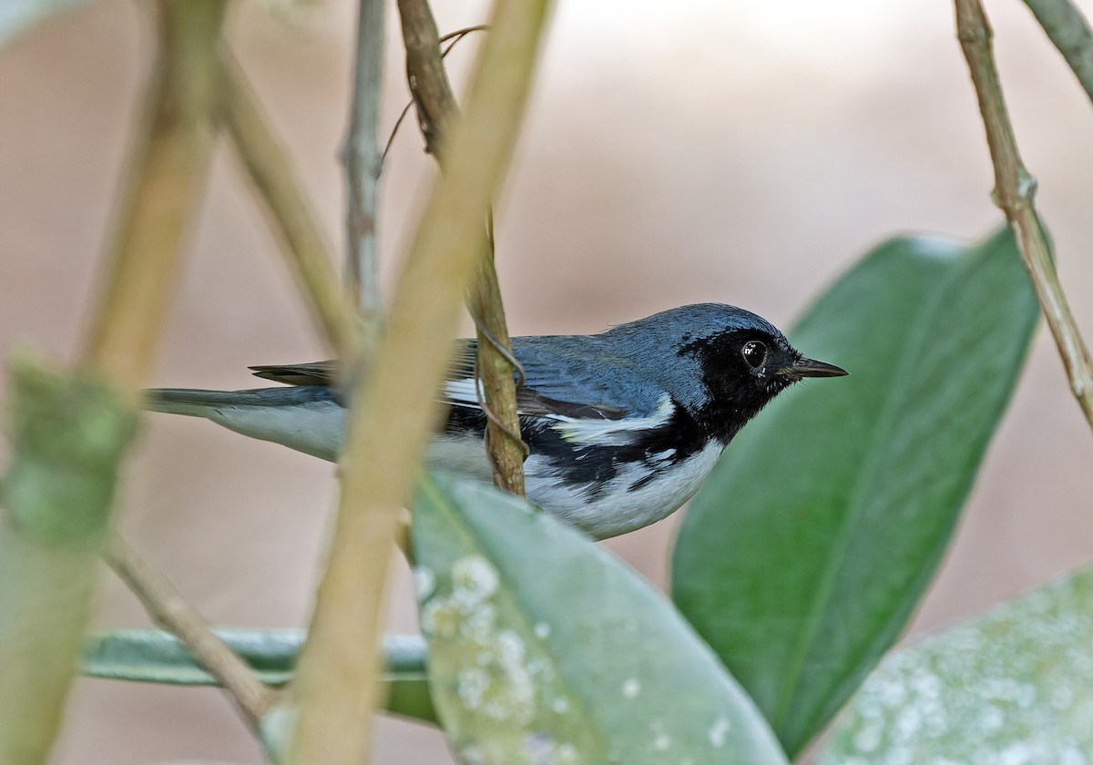 Black-throated Blue Warbler - ML647477315