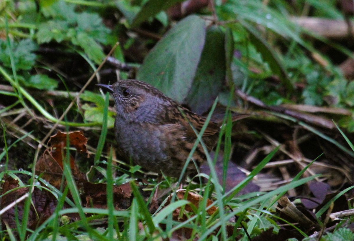 Dunnock - ML647477334
