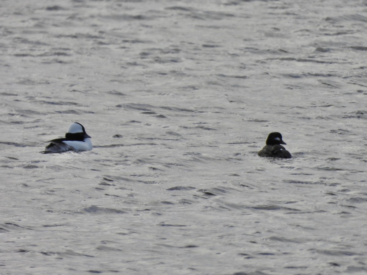 Гоголь-головастик - ML647477339