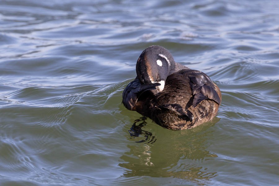 Ahate arlekina - ML647477347