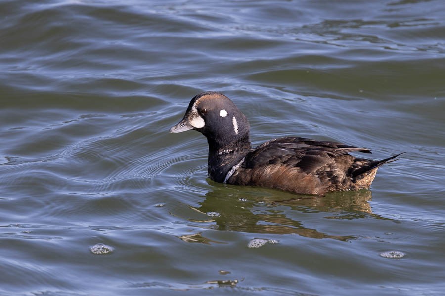 Ahate arlekina - ML647477348