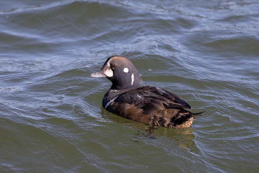 Ahate arlekina - ML647477349