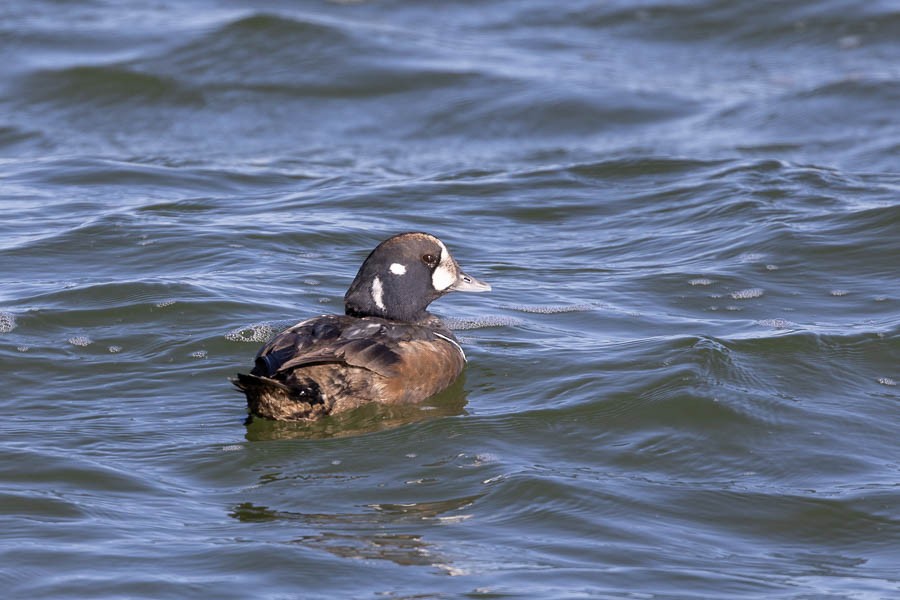 Ahate arlekina - ML647477351