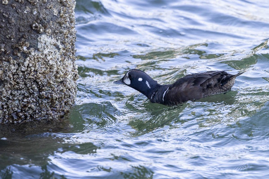 Ahate arlekina - ML647477352