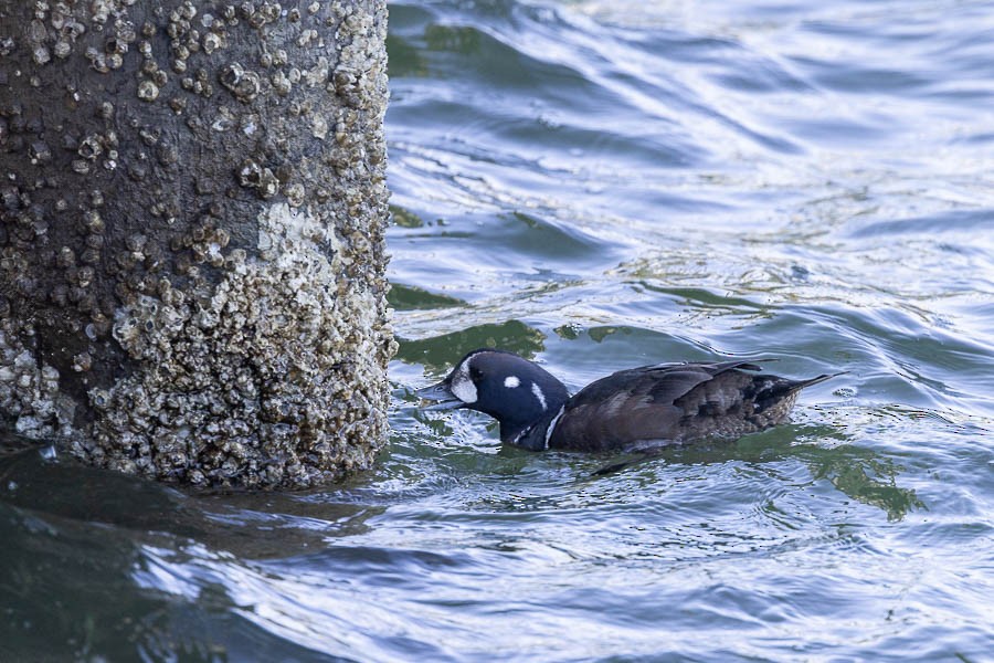 Ahate arlekina - ML647477353