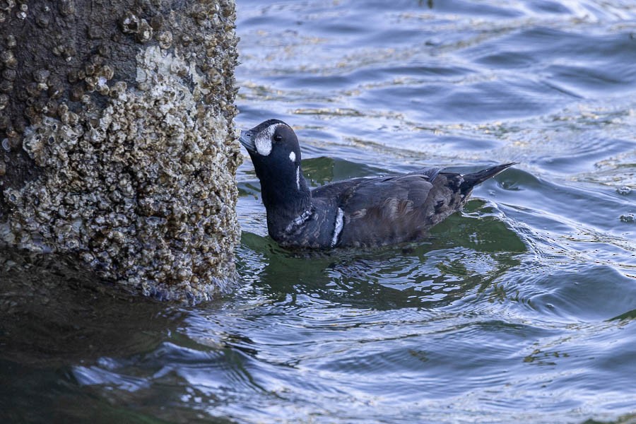 Ahate arlekina - ML647477354