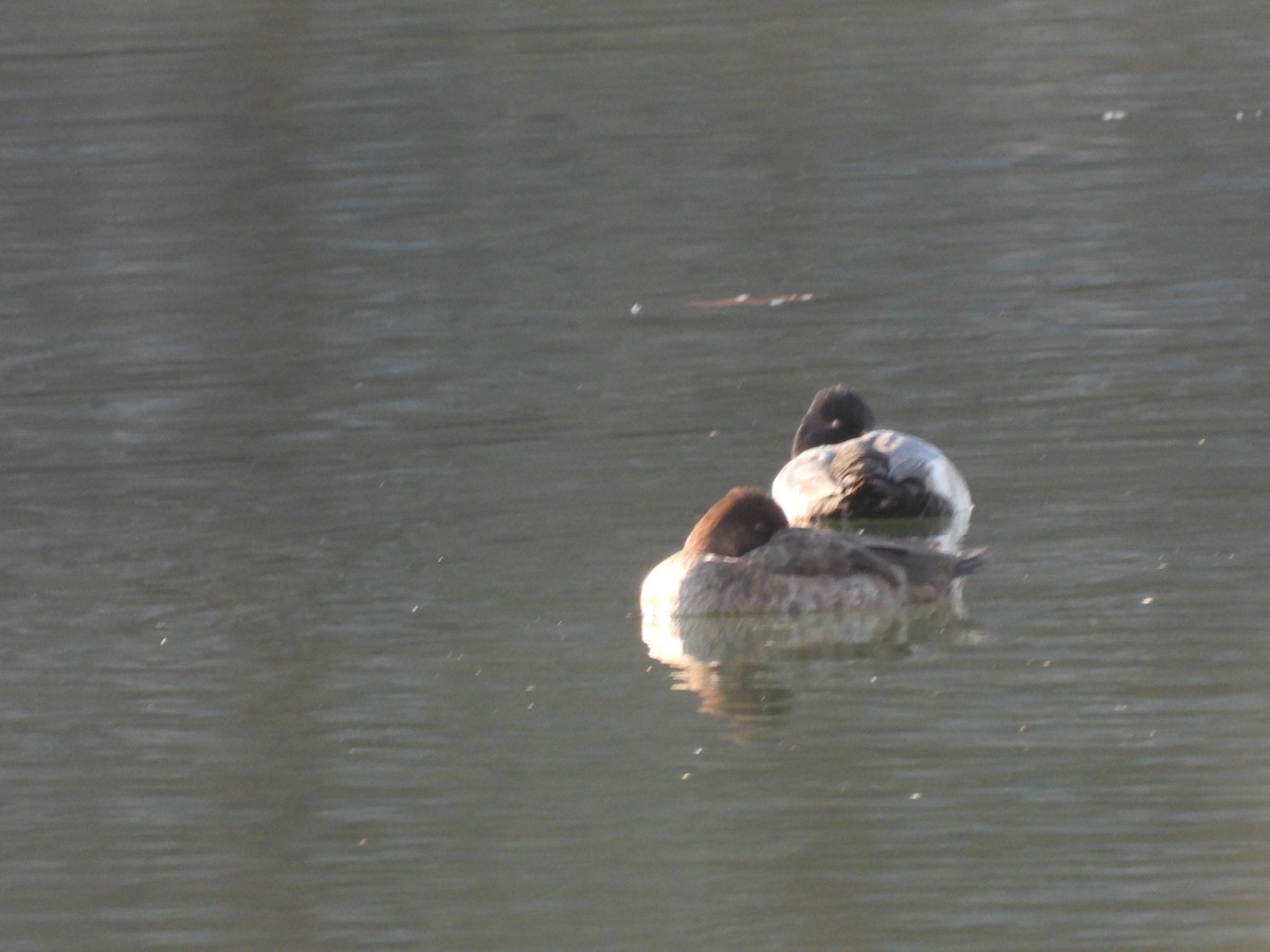 Lesser Scaup - ML647477375