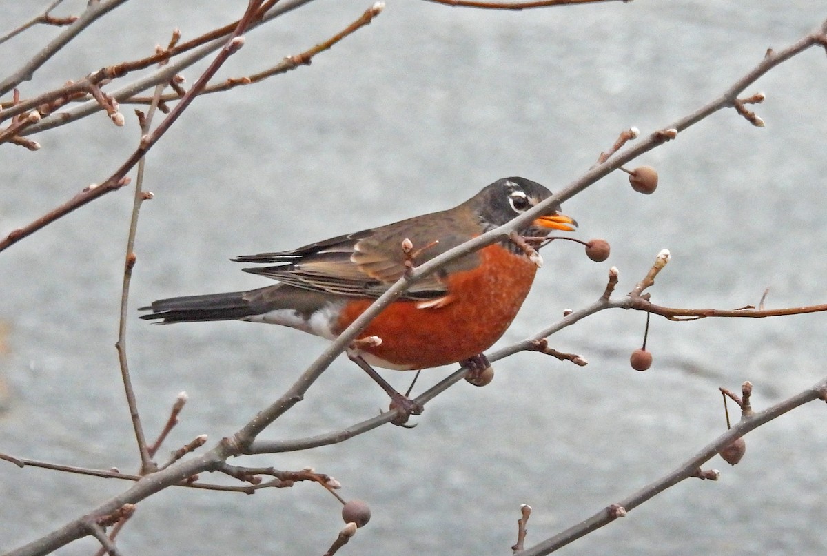American Robin - ML647477376