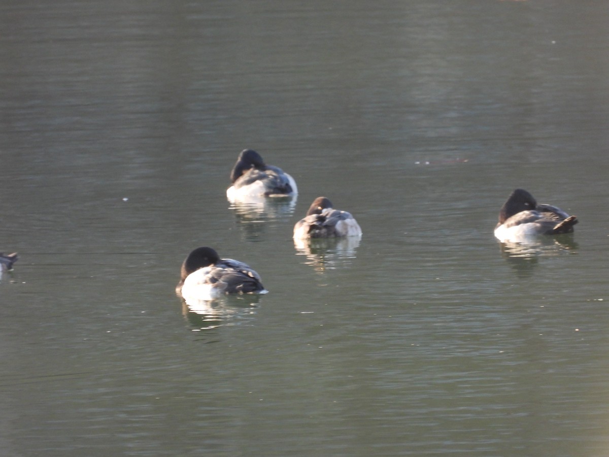 Lesser Scaup - ML647477384