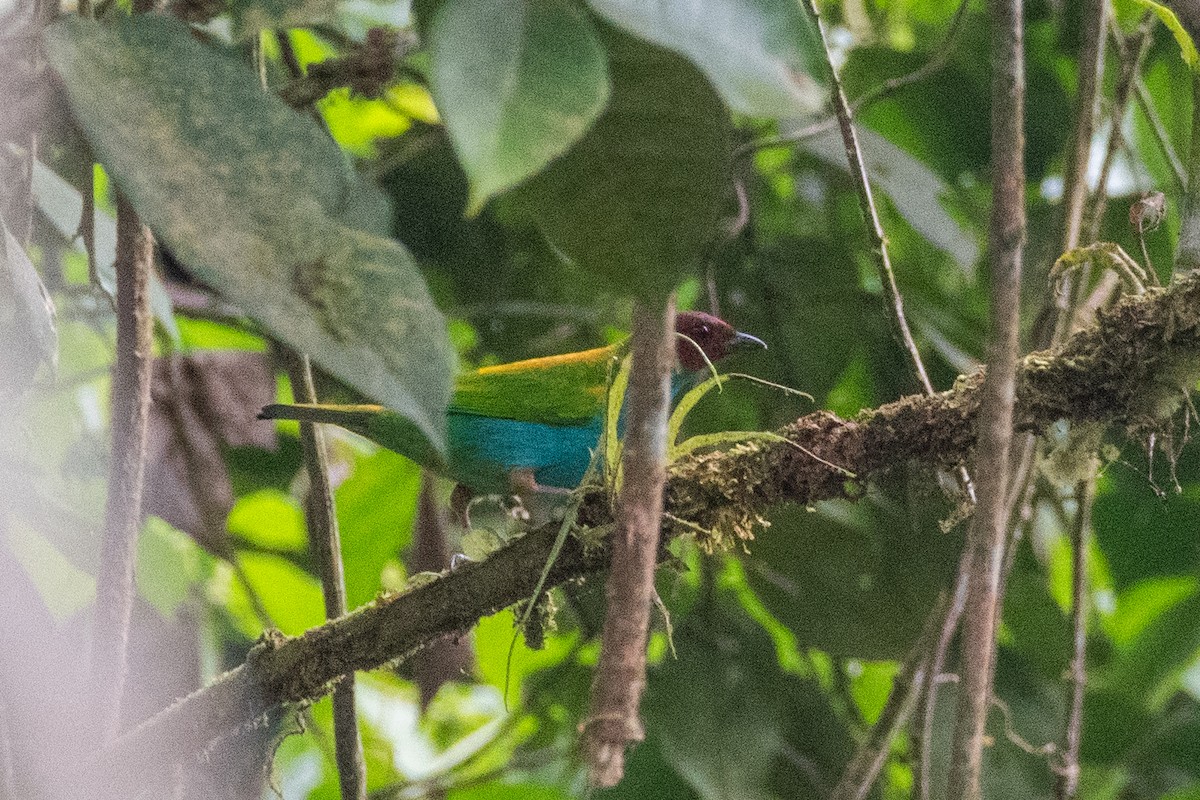 Tangara Cabecibaya (Pechiazul) - ML647477393